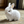 Bunno - Realistic Interactive Bunny Toy